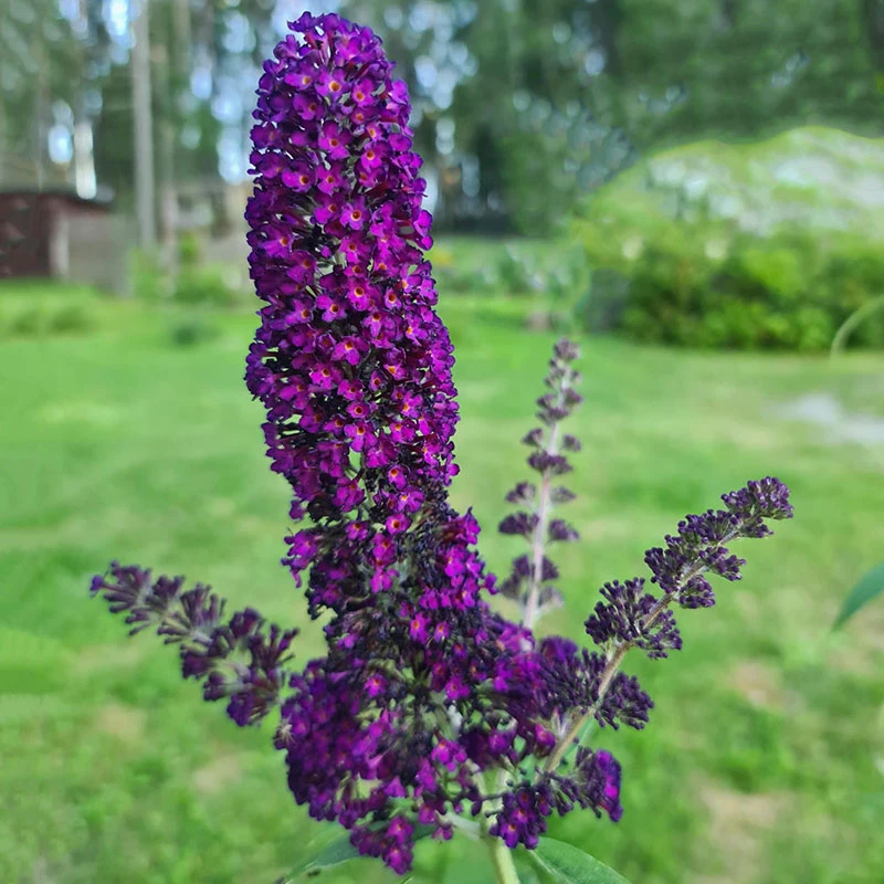 Syrenbuddleja 'Black Knight' 4 Syrenbuddleja 'Black Knight' - Image 2