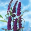 Syrenbuddleja 'Black Knight' -Garden Supplies Sales 2024 syrenbuddleja buddleja davidii black knight