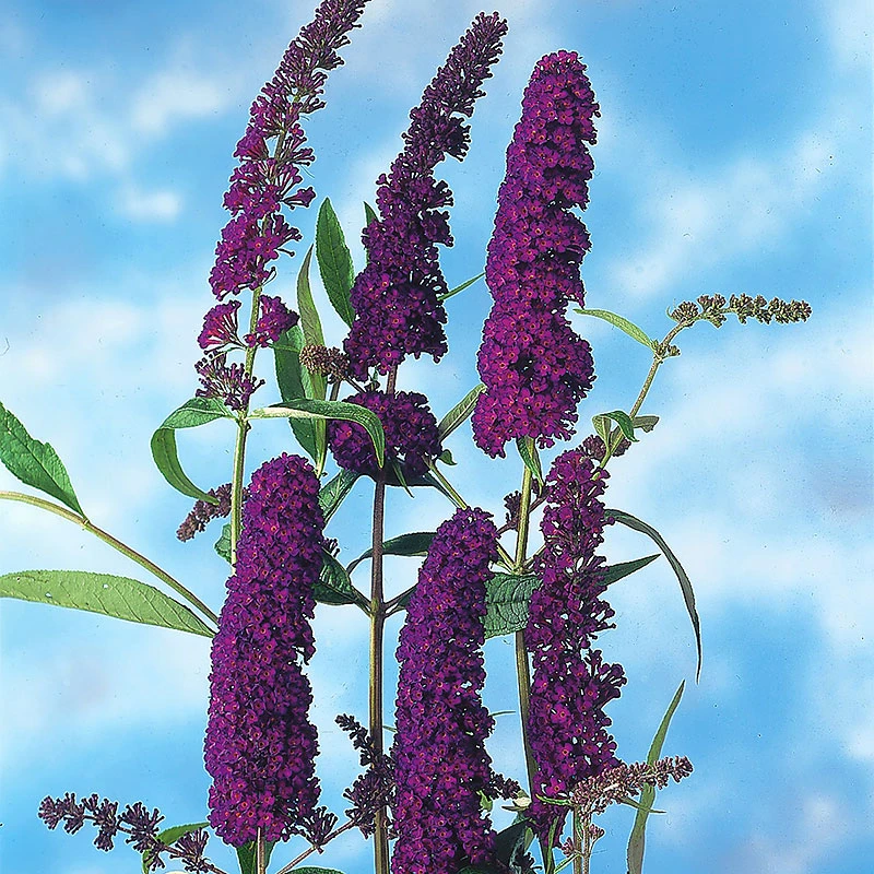 Syrenbuddleja 'Black Knight' 3 Syrenbuddleja 'Black Knight'