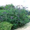 Syrenbuddleja 'Nanho Blue' -Garden Supplies Sales 2024 syrenbuddleja buddleja davidii nanho blue