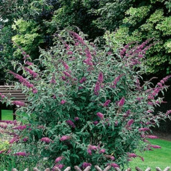 Syrenbuddleja 'Ile De France'