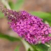 Buddleja 'Miss Ruby', 5-pack 1 Buddleja 'Miss Ruby', 5-pack -Garden Supplies Sales 2024 syrenbuddleja fjarilsbuske miss ruby