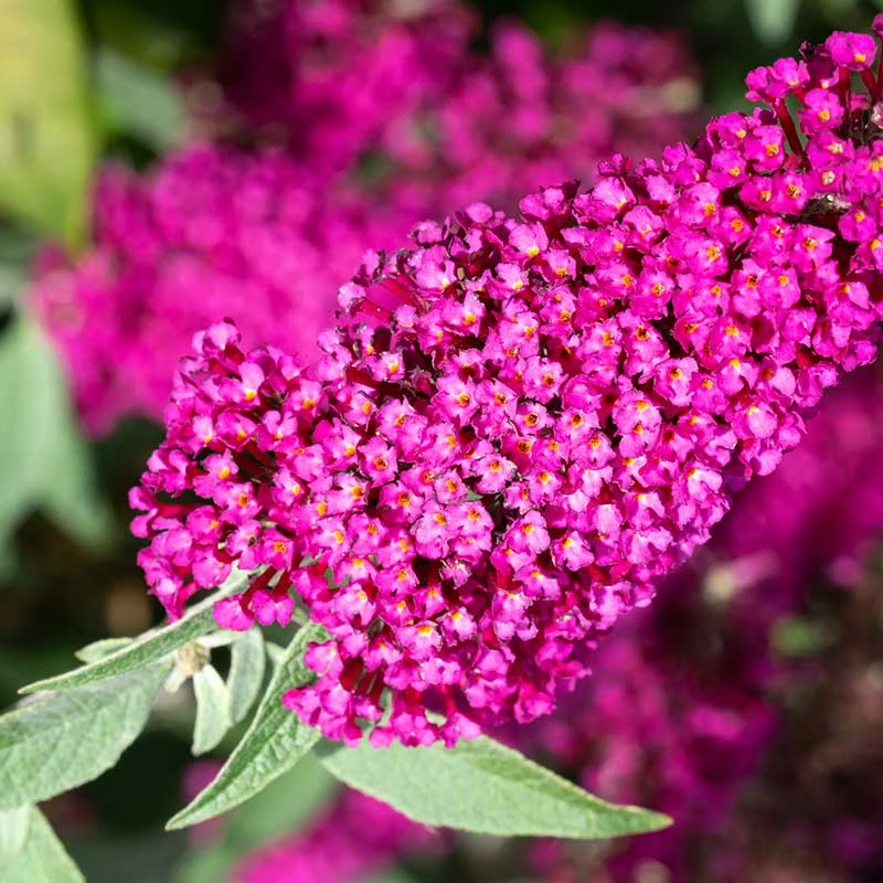 Buddleja 'Miss Ruby', 5-pack 4 Buddleja 'Miss Ruby', 5-pack - Image 2