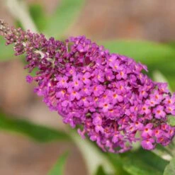 Buddleja 'Miss Ruby', 5-pack