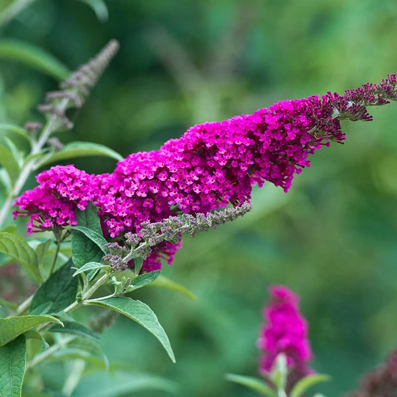 Buddleja 'Miss Ruby', 1-pack 5 Buddleja 'Miss Ruby', 1-pack - Image 3