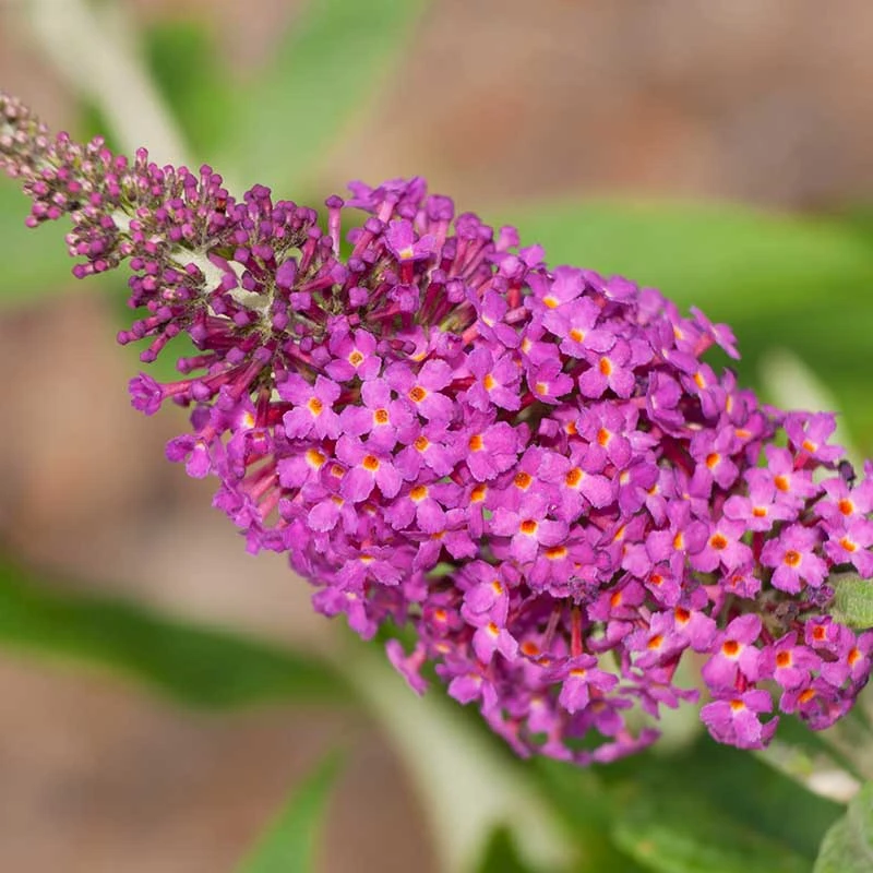 Buddleja 'Miss Ruby', 5-pack 3 Buddleja 'Miss Ruby', 5-pack