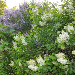 Syren Lila 50-80 Cm, 10-pack -Garden Supplies Sales 2024 syrenhack med bla och vita syrener 2