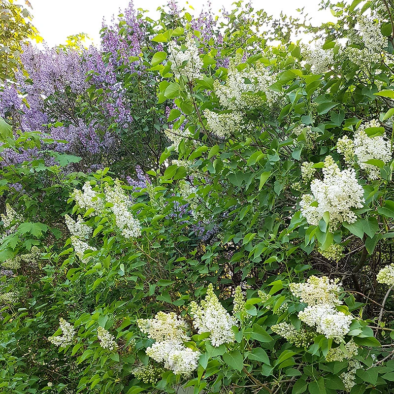 Syren Lila 30-50 Cm, 100-pack 8 Syren Lila 30-50 Cm, 100-pack - Image 6