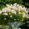 Syrenhortensia, Hydrangea Paniculata 'Grandiflora' -Garden Supplies Sales 2024 syrenhortensia hydrangea paniculata grandiflora
