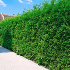 Thuja Brabant 50-70 Cm, 100 Pack 7 Thuja Brabant 50-70 Cm, 100 Pack -Garden Supplies Sales 2024 thuja occidentalis brabant hackvaxt 3