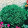 Dvärgtuja 'Tiny Tim' 25-30 Cm -Garden Supplies Sales 2024 thuja occidentalis dvargtuja tiny tim
