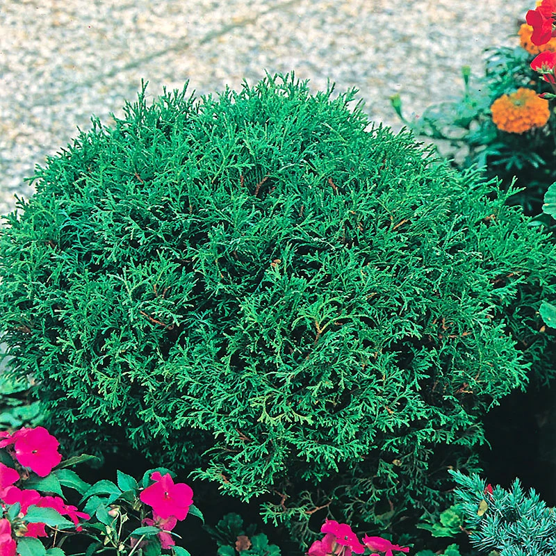 Dvärgtuja 'Tiny Tim' 25-30 Cm 3 Dvärgtuja 'Tiny Tim' 25-30 Cm