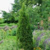 Tuja 'Smaragd' 50-60 Cm 2 Tuja 'Smaragd' 50-60 Cm -Garden Supplies Sales 2024 thuja occidentalis smaragd