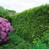 Tuja 'Smaragd' 50-70 Cm, 10-pack -Garden Supplies Sales 2024 thuja occidentalis smaragd hackvaxt