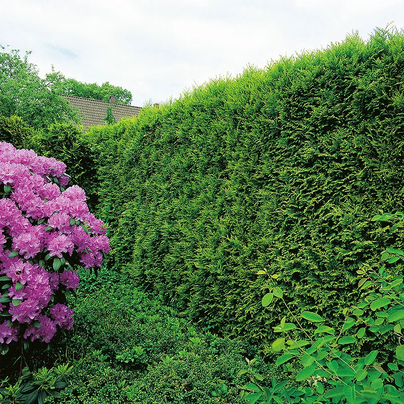 Tuja 'Smaragd' 50-70 Cm, 100-pack 3 Tuja 'Smaragd' 50-70 Cm, 100-pack