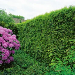 Tuja 'Smaragd' 50-70 Cm, 10-pack