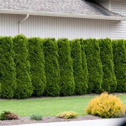 Thuja Brabant 50-70 Cm, 100 Pack 8 Thuja Brabant 50-70 Cm, 100 Pack -Garden Supplies Sales 2024 thujahack 3