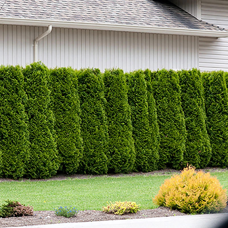 Tuja Brabant 50-70 Cm, 10 Pack 5 Tuja Brabant 50-70 Cm, 10 Pack - Image 3