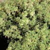 Citrontimjan, 6-pack -Garden Supplies Sales 2024 thymus citridorus aureus citrontimjan
