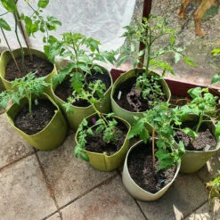 Odlingssäck Vigoroot 20L, 3-pack 9 Odlingssäck Vigoroot 20L, 3-pack -Garden Supplies Sales 2024 tomatodling i vigoroot sackar