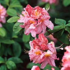 Trädgårdsazalea 'Knaphill Cecilie'
