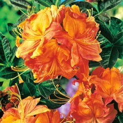 Trädgårdsazalea 'Knaphill Klondyke'