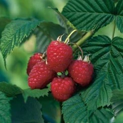 Trädgårdshallon 'Heritage', 3-pack