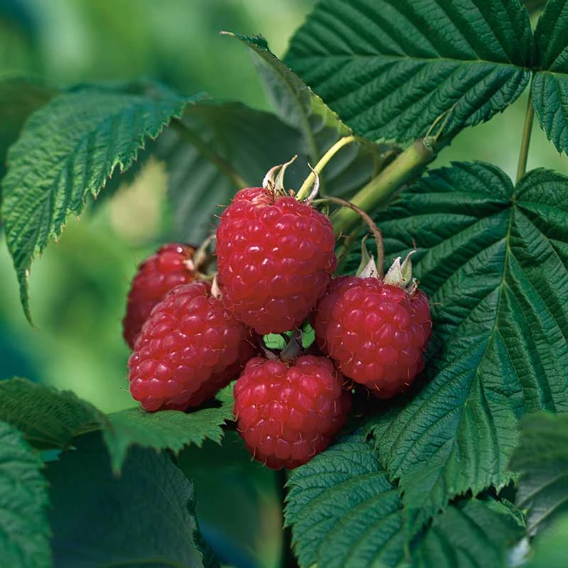 Trädgårdshallon 'Heritage', 3-pack 3 Trädgårdshallon 'Heritage', 3-pack