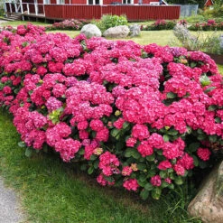 TrÀdgÄrdshortensia 'Summer Love'