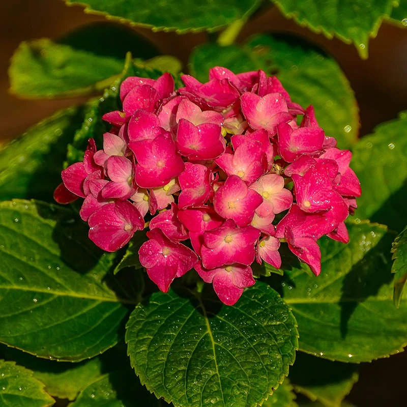 Trädgårdshortensia 'Summer Love' 4 Trädgårdshortensia 'Summer Love' - Image 2