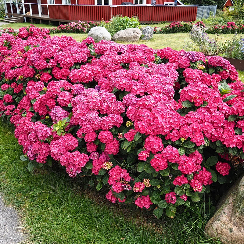 Trädgårdshortensia 'Summer Love' 3 Trädgårdshortensia 'Summer Love'