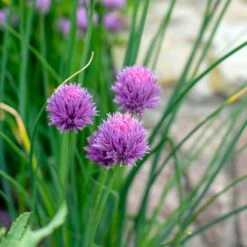 Trädgårdskantlök 'Millenium', 3-pack -Garden Supplies Sales 2024 tradgardskantlok millinium 2