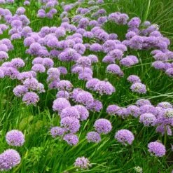 Trädgårdskantlök 'Millenium', 3-pack -Garden Supplies Sales 2024 tradgardskantlok millinium 3