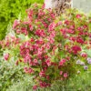 TrÀdgÄrdsprakttry 'Bristol Ruby' 2 TrÀdgÄrdsprakttry 'Bristol Ruby' -Garden Supplies Sales 2024 tradgardsprakttry weigela bristol ruby