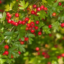 Trubbhagtorn, 50-80 Cm 100-pack -Garden Supplies Sales 2024 trubbhagtorn 50 80 cm 3