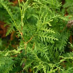 Tuja 'Brabant' -Garden Supplies Sales 2024 tuja brabant 2