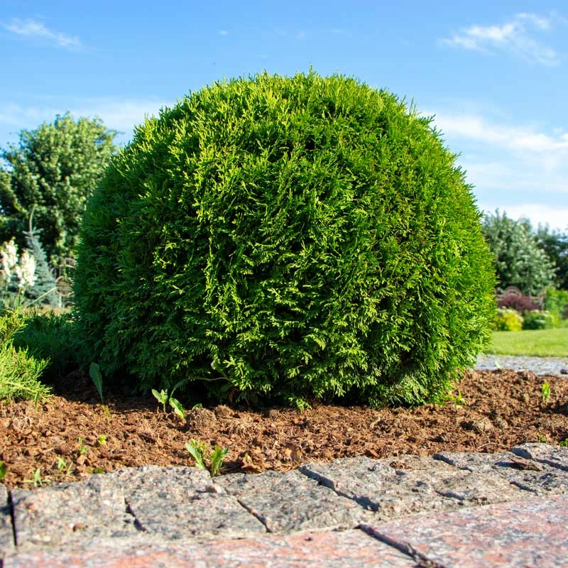 Tuja 'Little Giant', 10-pack 3 Tuja 'Little Giant', 10-pack