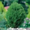 Tuja 'Teddy', 10-pack -Garden Supplies Sales 2024 tuja teddy