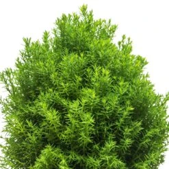 Tuja 'Teddy', 3-pack -Garden Supplies Sales 2024 tuja teddy 2 2