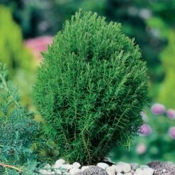 Tuja 'Teddy', 10-pack