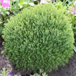 Tuja 'Teddy', 10-pack -Garden Supplies Sales 2024 tuja teddy 3