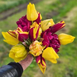 Tulpanmix 'Her Choice', 34 Lökar -Garden Supplies Sales 2024 tulpanmix her choice bukett