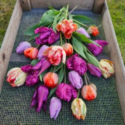 Tulpanmix 'Painted Love', 35 Lökar 5 Tulpanmix 'Painted Love', 35 Lökar -Garden Supplies Sales 2024 tulpanmix painted love