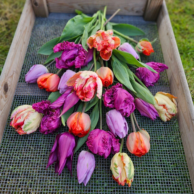 Tulpanmix 'Painted Love', 35 Lökar 4 Tulpanmix 'Painted Love', 35 Lökar - Image 2