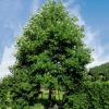 Tulpanträd, Liridendron Tulipifera -Garden Supplies Sales 2024 tulpantrad liridendron tulipifera