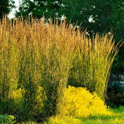 Tuvrör, 'Karl Foerster'