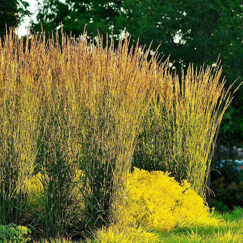 Tuvrör, 'Karl Foerster' 3 Tuvrör, 'Karl Foerster'