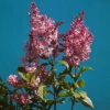 Ungersk Syren -Garden Supplies Sales 2024 ungersk syren syringa josikaea 1