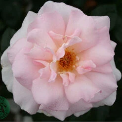 Ros 'A Whiter Shade Of Pale' -Garden Supplies Sales 2024 utslagen ros a whiter shade of pale