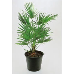Väderkvarnspalm, 30-40 Cm